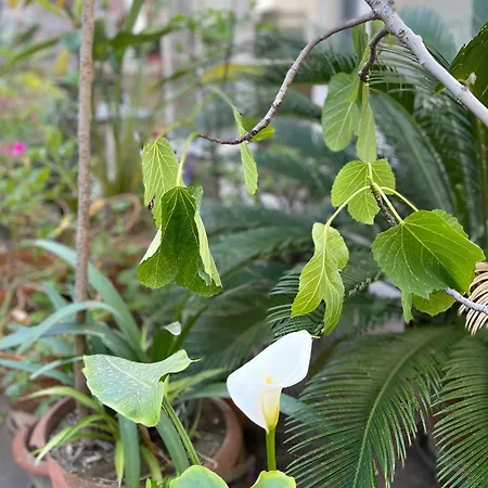 Oasis * Bari