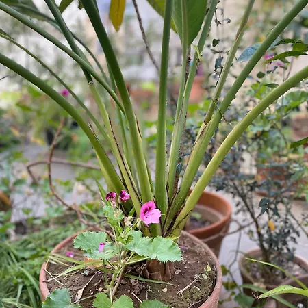 Oasis Apartamento